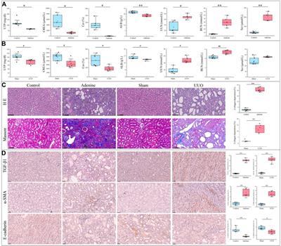 Identification of six hub genes and two key pathways in two rat renal fibrosis models based on bioinformatics and RNA-seq transcriptome analyses